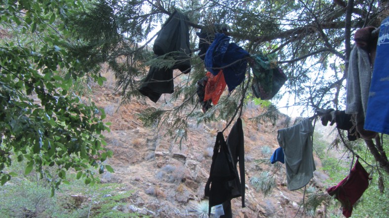 Laundry tree #1